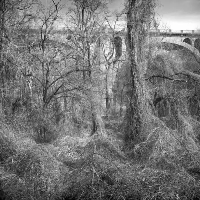 Vines And Bridge, Rock Creek Park
