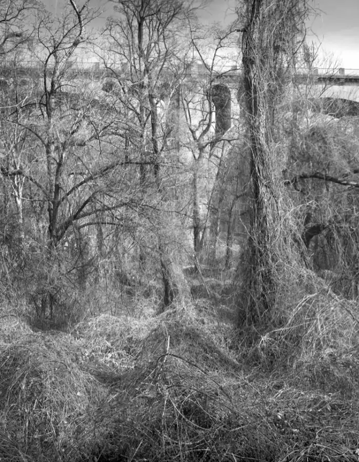 Vines And Bridge, Rock Creek Park
